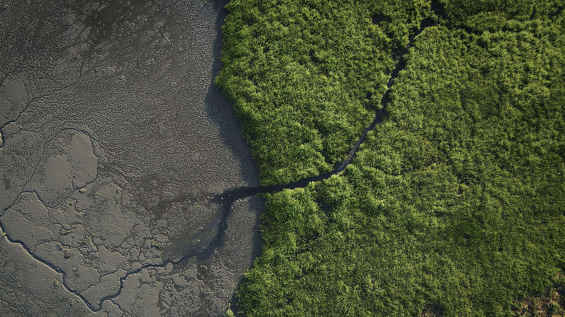 Aerial view of a coastal forest and mudflat.