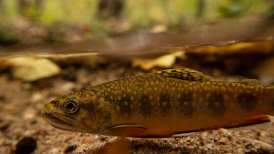 A native brook trout in the Schuylkill Highlands.