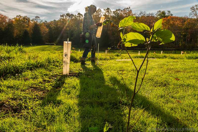 A person installs a shelter to protect a young tree in a new riparian buffer.