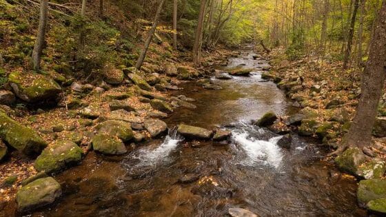 A stream riffle in the Schuylkill Highlands with mature forest on both banks.