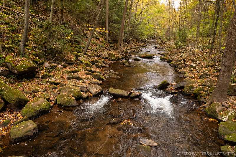 A stream riffle in the Schuylkill Highlands with mature forest on both banks.