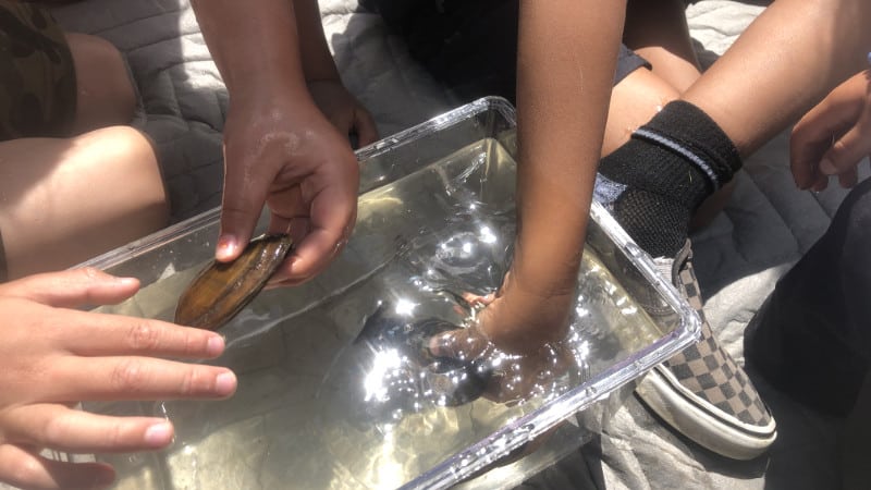 Children dip their hands into a tub of river water with freshwater clams.