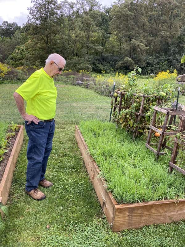 Don Ace observes a healthy cover crop in a raised garden bed.