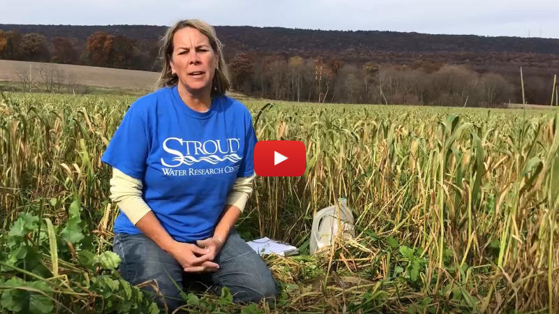 Soil Health Coordinator Lisa Blazure sitting at a soil health study site in the Susquehanna watershed.