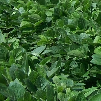 Photo of soybean foliage