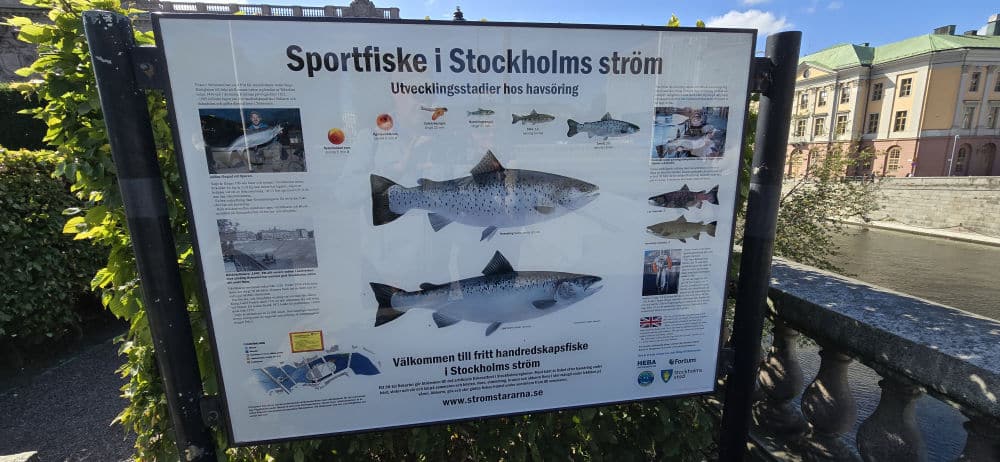 A sign beside a waterway in Stockholm describing the developmental stages of sea trout.