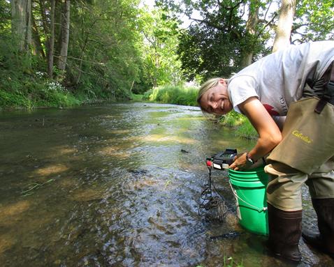 A woman wearing waders samples White Clay Creek.