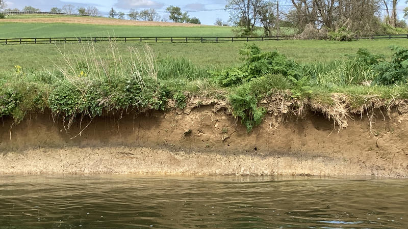 A streambank before riparian reforestation.