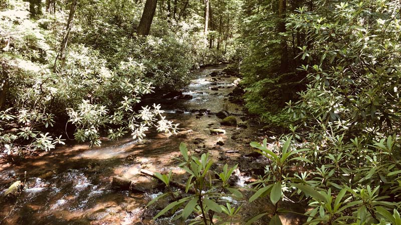 The Viscosity Effect: A Newly Found Connection Between the Riparian Zone and Water Quality