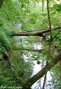 A streamside forest along White Clay Creek.
