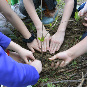 A circle of students' hands planting a tree.