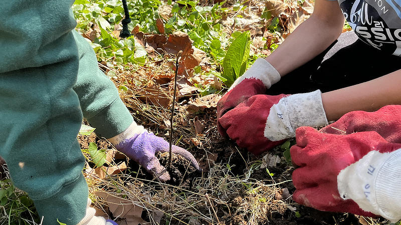 Students wearing brightly colored gloves plant a native tree seedling.