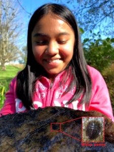 Student holding a rock with a water penny beetle larva