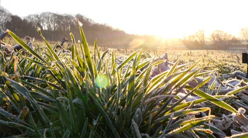 Photo of sunlight striking frosted grass