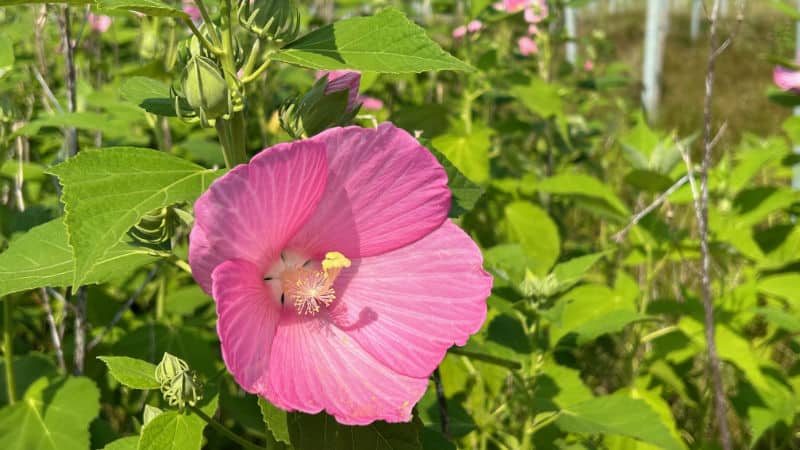 A large pink blossom on a native swamp rose mallow at Overlook Park.