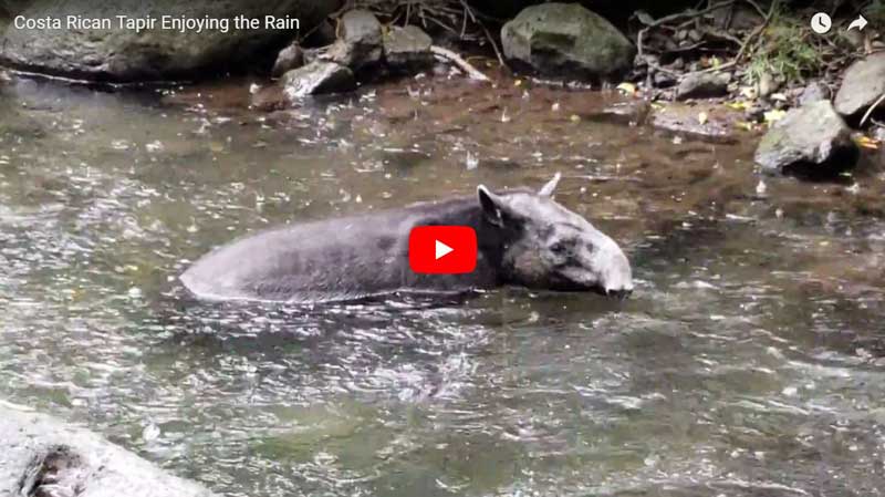 Video still of a tapir enjoying the rain