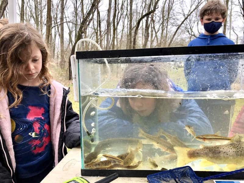 Three children look at wild stream fish temporarily housed in a fish tank.