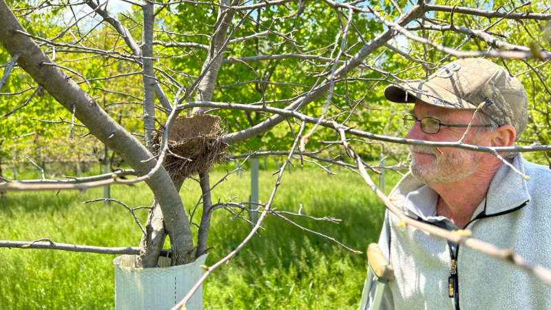 Tom Best admires a bird's nest in a tree in a young riparian buffer.