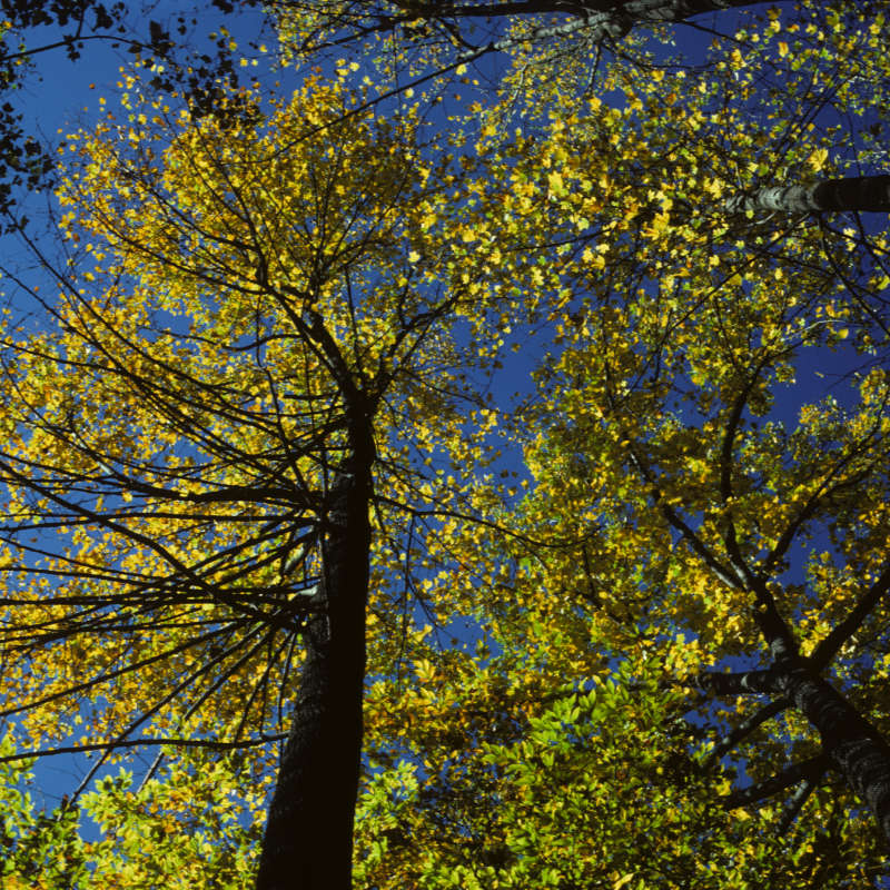Tree canopy, golden leaves against a blue sky