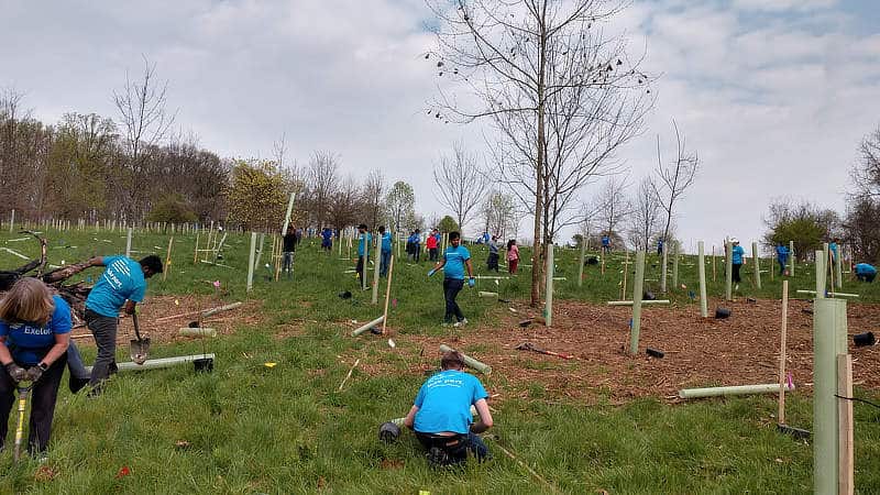 A large group of volunteers from Exelon plant trees in a riparian buffer.