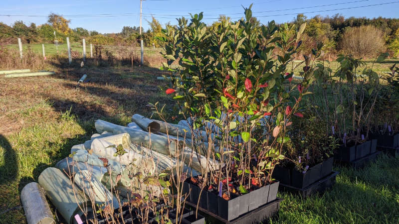 Tree shelters and tree seedlings ready to be planted in a riparian buffer.