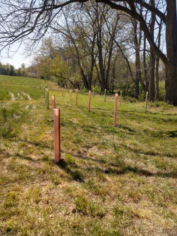 Tree shelters installed in a new riparian buffer.