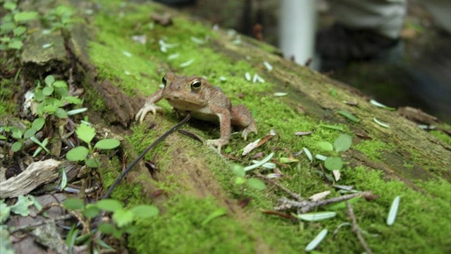 A small frog on a mossy log.