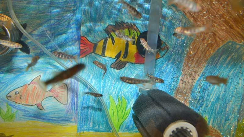 Baby trout in a classroom aquarium