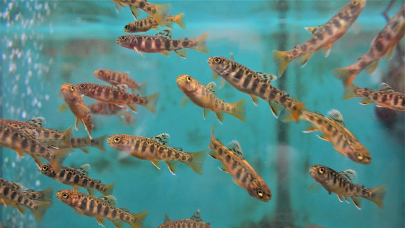 Photo of trout fingerlings in a tank.