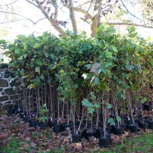 Photo of tulip trees in pots to be planted in a streamside buffer