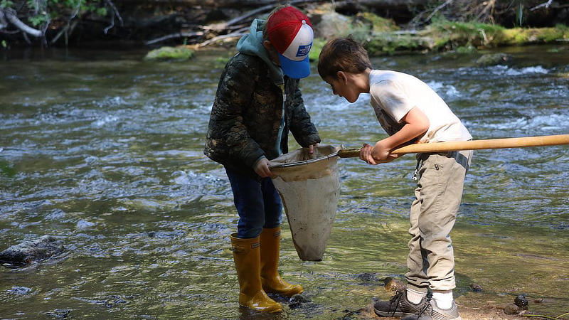 Two boys standing in a creek peer into a net to see what they have caught.