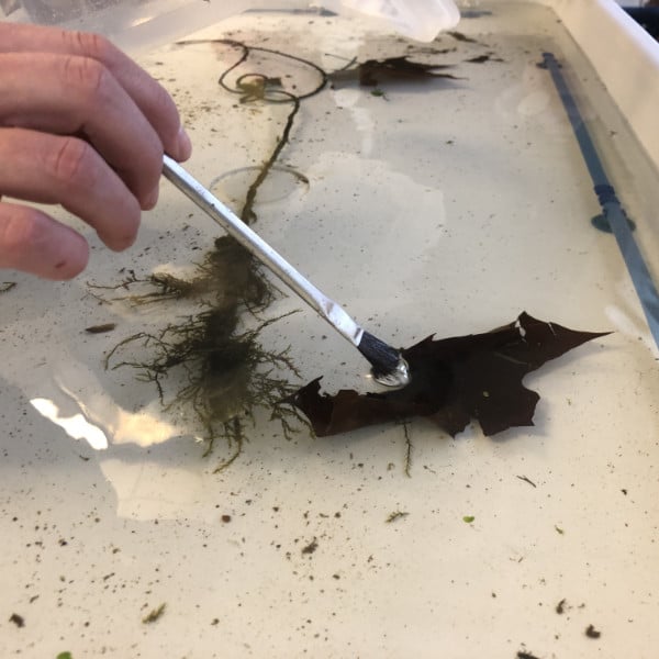 A soft paintbrush helps separate aquatic macroinvertebrates in the touch tank.