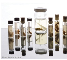 Glass vials containing preserved macroinvertebrates.