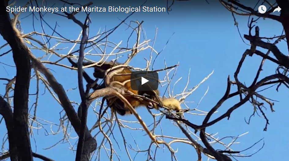 Spider Monkeys at the Maritza Biological Station