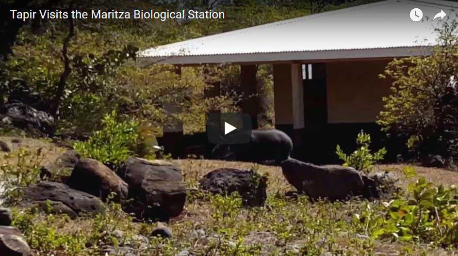 Tapir Visits the Maritza Biological Station