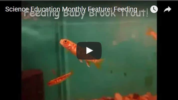 Feeding Baby Brook Trout