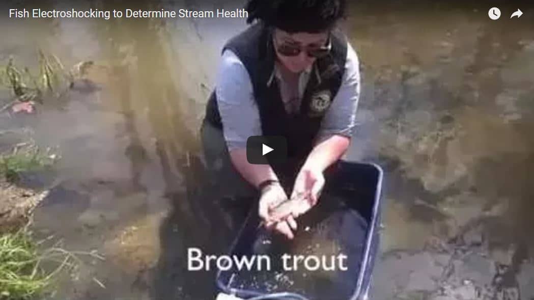 Still from the electrofishing video.