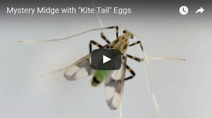 Mystery Midge with "Kite Tail" Eggs