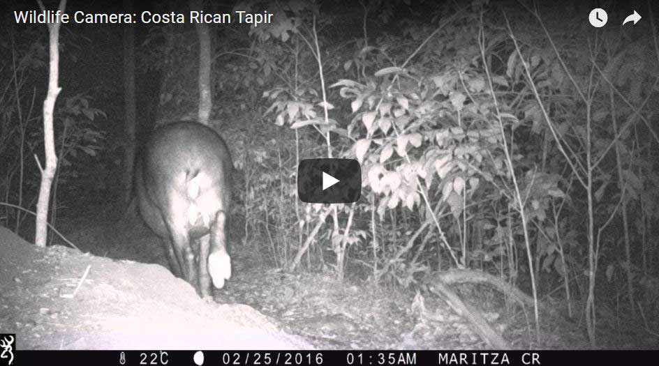 A Costa Rica tapir caught by a wildlife camera.