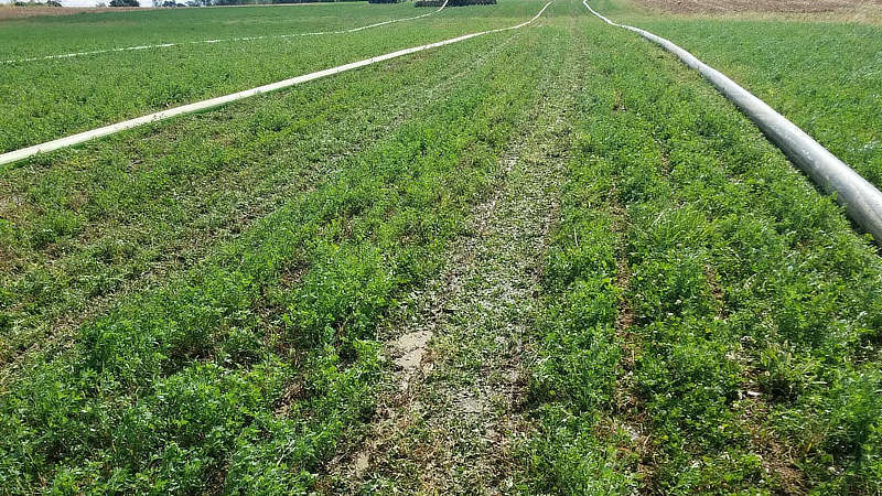 Cover crops in the fields at Walmoore Holsteins.