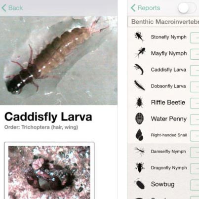 Screenshot from the Water Quality mobile app showing a caddisfly larva.