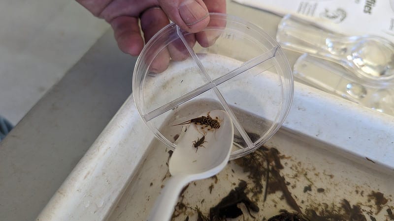 Stonefly and mayfly larva from a stream sample.