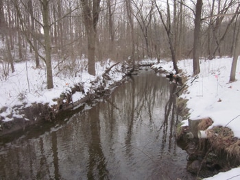 White Clay Creek behind the Stroud Center in 2013, showing the progress of restoration.