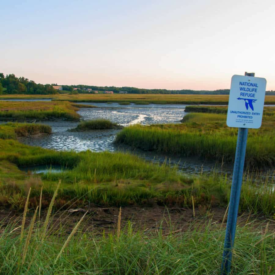 A tidal wetland at Rachel Carson National Wildlife Refuge.