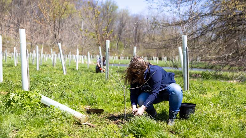 A woman plants a native shrub in a streamside forest planting.