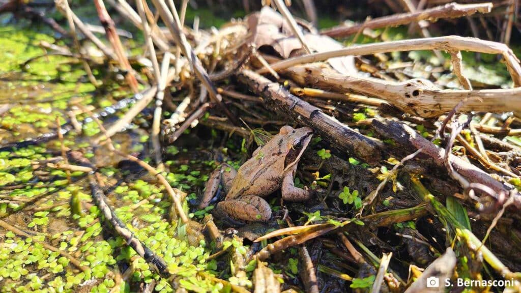 A wood frog sitting at the edge of a creek.
