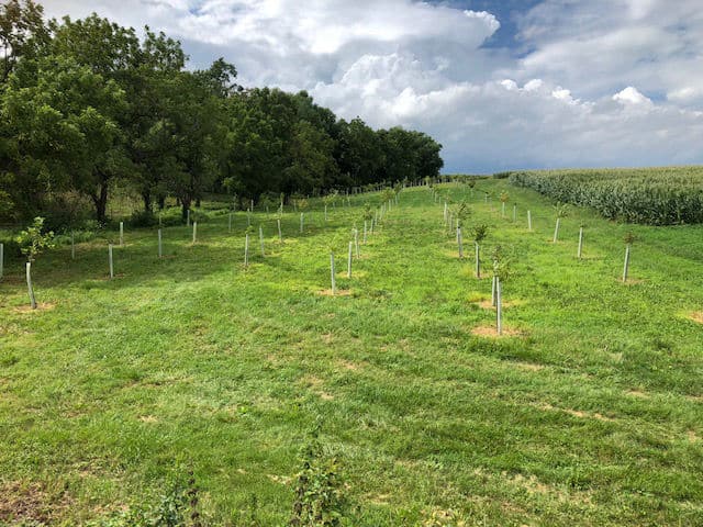 A newly planted forested buffer with tree shelters and herbicide spots.