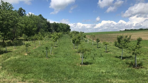 A three-year-old forested buffer showing strong tree growth.