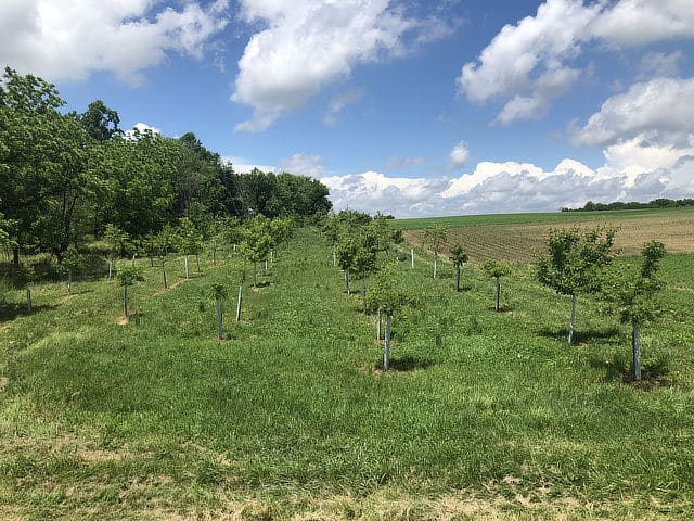 A three-year-old forested buffer showing strong tree growth.