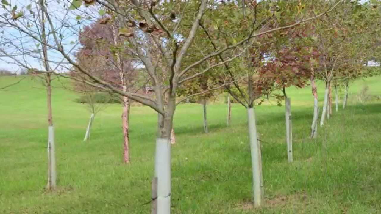 youtube placeholder image